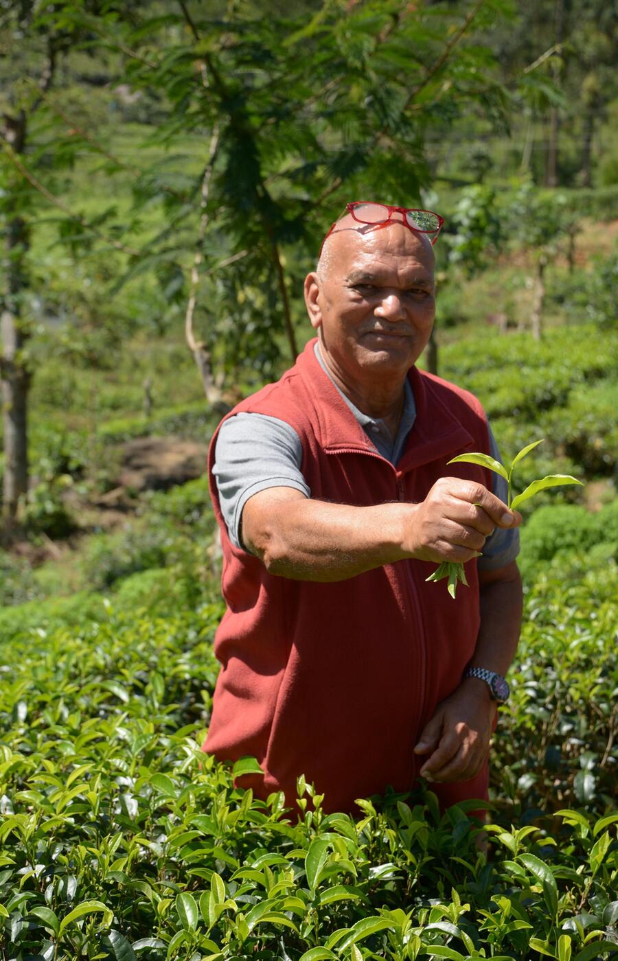 Only the top shoots of each plant are harvested. luxury travel sri lanka tea plantations