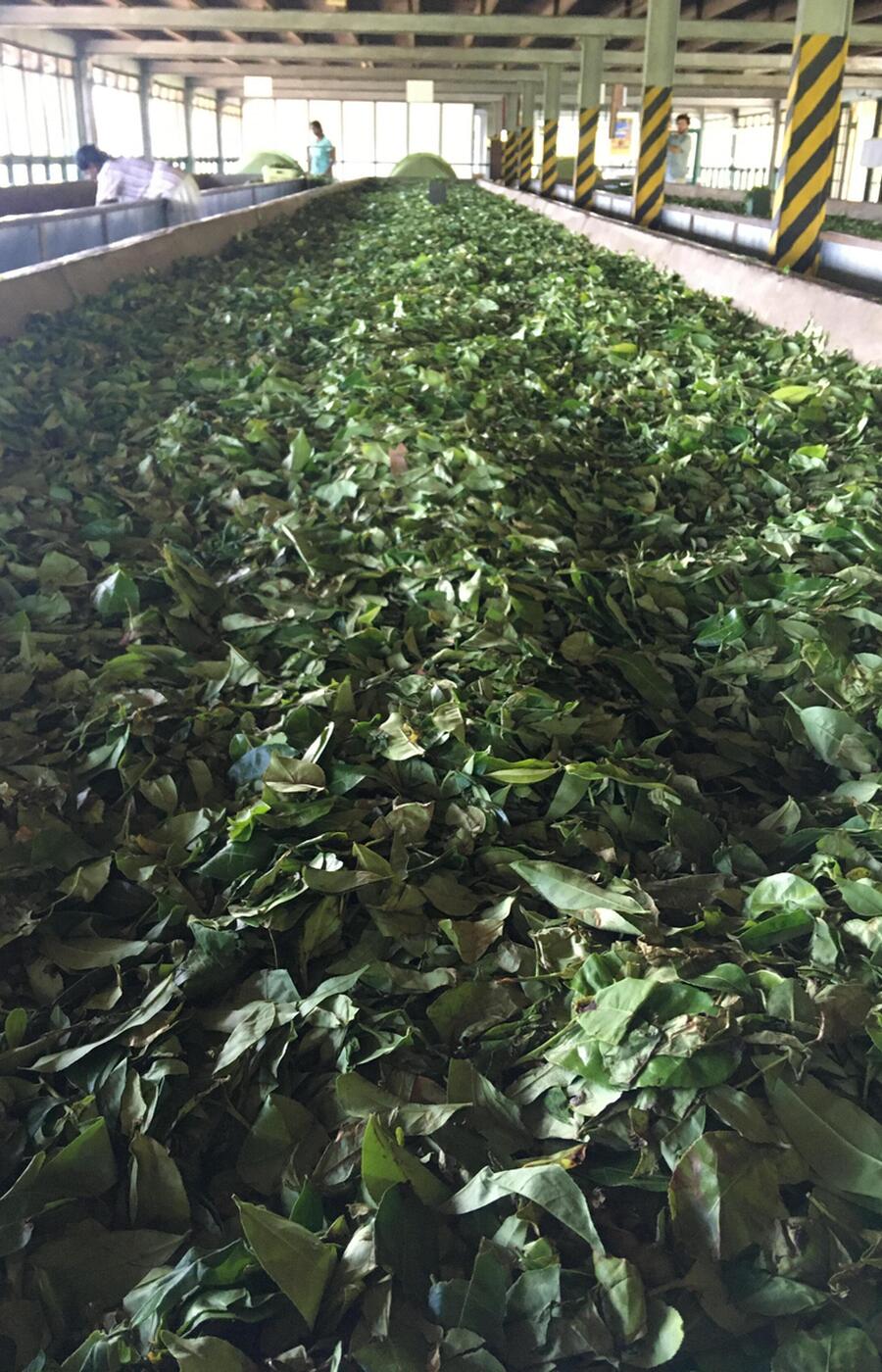 The leaves are dried to extract all the moisture before fermentation begins. luxury travel sri lanka tea plantations