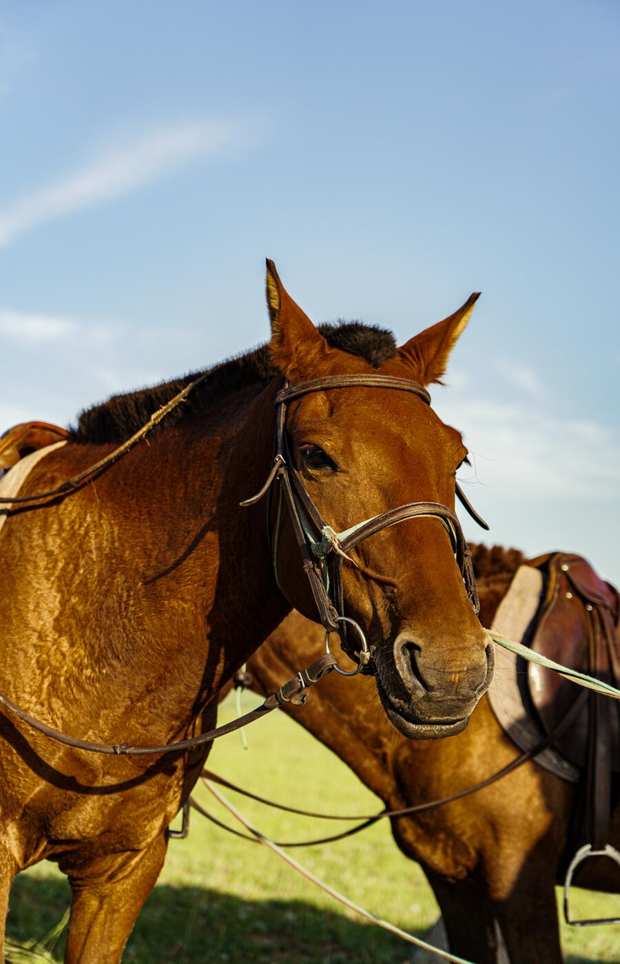 Mongolian horsemen riding across the steppe
